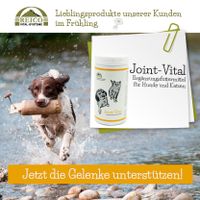 1646303520Joint-Vital (1)